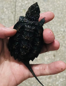 100到300档鳄龟原种佛苗子爆刺佛鳄龟活体鳄鱼乌龟深水佛鳄