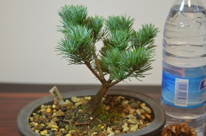 雪月花   日本进口八房五针松小品盆栽  【缺货,补货中】