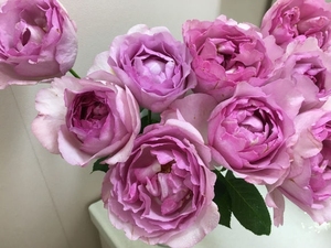 【城南月季】伊芙草莓树fraisier,フレジエ 月季 大花 浓香