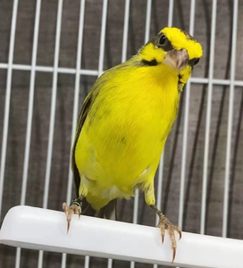 活体玉鸟金燕灰燕金黄柠檬燕鸣唱鸟笼养鸟人工繁殖精品白燕一对包