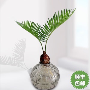 水培植物小扇叶蕨铁懒人室内耐阴禅意茶台桌面绿植好养名贵盆栽树