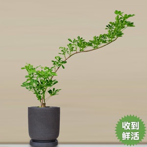 鸭脚木七叶莲招财树植物造型大盆栽老桩室内客厅耐阴好养常青绿植