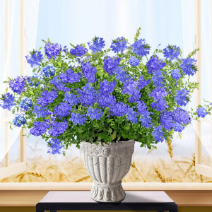 蓝雪花爬藤