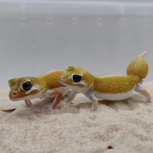 瘤尾守宫蜥蜴鬃狮蜥豹纹幼体活体温顺不咬人适合孩子懒人养的宠物