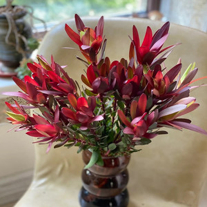 南非进口 木百合鲜花澳 家庭插花装饰摆件拍摄 可做干花云南直