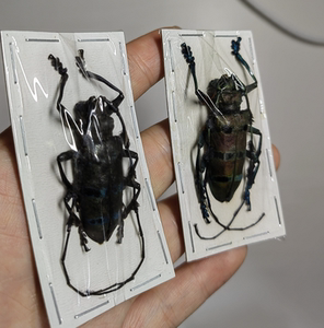 00眷恋爬宠淘宝木棉丛角天牛标本diastocera wallichi原虫甲虫昆虫