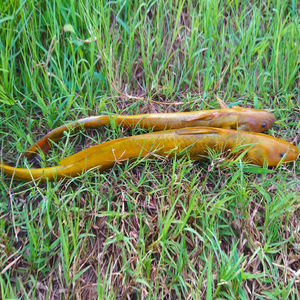 牛尾巴鱼苗黄骨鱼苗银雪鱼苗大口鲶鱼苗水花黄颡鱼苗养殖食用活体