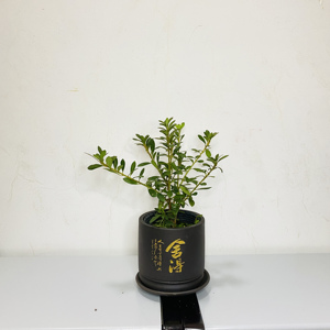 杜鹃花日本皋月五宝绿珠杜鹃稀有高档盆栽室内含原土花卉绿植包邮