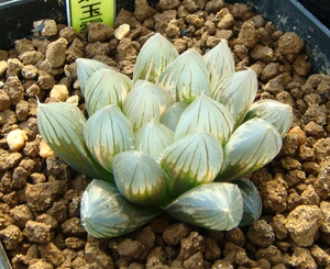 霓虹灯玉露锦黑姬锦黑肌玉露锦极上斑拉丝糊斑十二卷稀有锦便宜锦