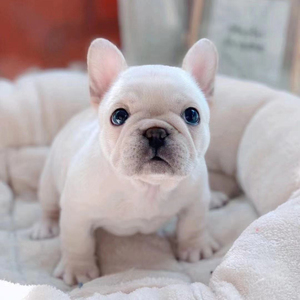 法斗幼犬纯种法国斗牛犬小型短体蓝牛黑牛奶油色斗牛犬虎斑宠物狗