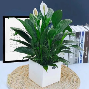 白掌一帆风顺盆栽水培植物办公室内净化空气吸甲醛摆桌面花卉绿植