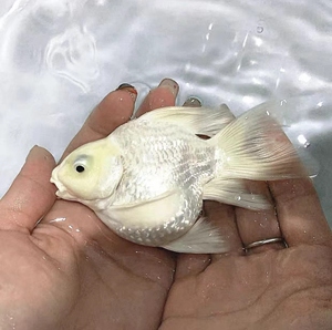 台湾蝴蝶鲤精品球形鱼苗长尾爆头球体冷水鱼纯种石膏白活体观赏鱼