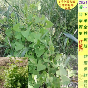 四川成都山野新鲜杠板归草老虎脷蛇倒退梨头刺猫爪刺去湿1 斤包邮