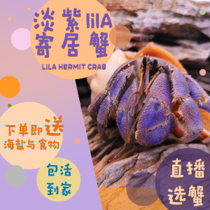 洋宠屋lila里拉淡紫寄居蟹淡水短腕陆地迷你深紫宠物观赏蟹活体