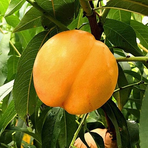 北京平谷大桃黄油桃鲜桃孕妇水果新鲜桃子离核多汁同城包邮