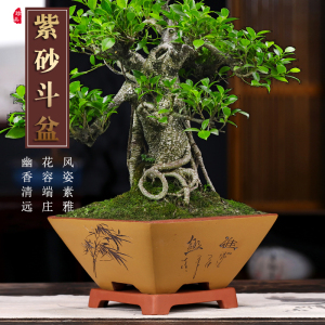 紫砂花盆四方斗盆兰花盆景老桩绿植花卉盆栽盆景特价包邮