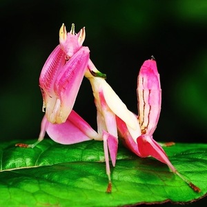 兰花螳螂/螳螂活体/另类宠物/儿童礼物(现货)