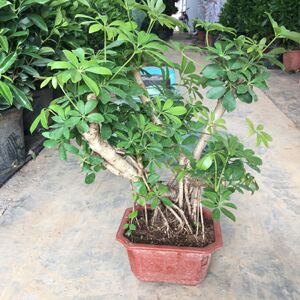 老桩鸭脚木盆景七叶莲盆栽提根生肖虎植物四季绿植室内客厅招财