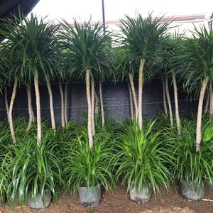 龙须树盆栽大老桩