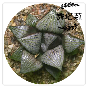 娜塔莉青蟹寿硬化有根一物一拍十二卷多肉植物满45包邮