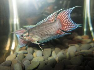 中国黑叉尾斗鱼活体-新会hk 蓝橙尾 搏击型