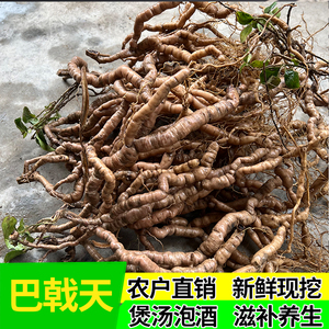 巴戟天农户直销现挖新鲜巴戟鸡肠风凤眼根煲汤泡酒药材500g包邮