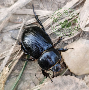 华晓扁犀金龟子活体爬虫昆虫儿童宠物教学甲虫入门品种好养易活