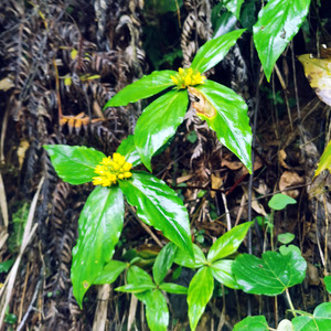 贵州深山落地梅重楼排草四块瓦四叶黄四儿风苗中草药新鲜现挖现发