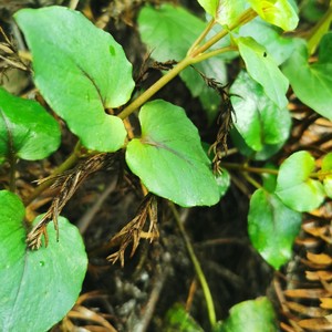 贵州金钱草溶石草对座草路边黄遍地黄中草药材结石用现摘现发500g