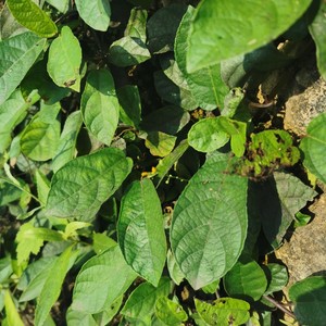 贵州地瓜藤地枇杷根地石榴过山龙牛马藤拦路虎遍地金地板藤500克