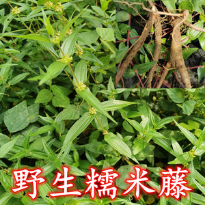 贵州野生新鲜糯米藤雾水葛捆仙绳糯米莱糯米草米浆藤生扯拢红米藤