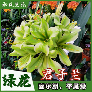 绿花君子兰查尔斯平尾绿盆栽兰花卉绿植【和风兰缘】兰苑直发