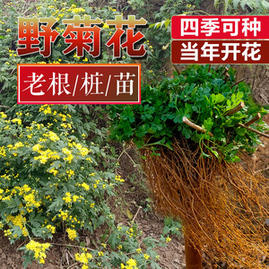 赣南农产品示范基地淘宝野菊花苗纯野菊花树苗现挖