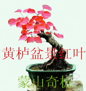 黄栌盆景盆栽树桩优惠精品树桩红叶盆景