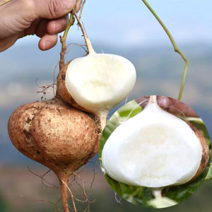 四川牧马山地瓜种籽孑凉薯种子水果超甜早熟四季沙葛土瓜白番薯春