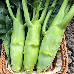 甜脆鸡腿芥蓝种子苗粗条芥兰种籽孑四季秋季蔬菜秧苗高产菜籽菜种