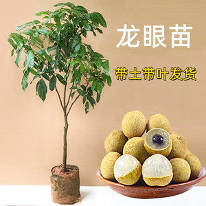 嫁接龙眼树苗桂圆红皮石硖储良四季龙眼苗地栽带土带叶南方种植