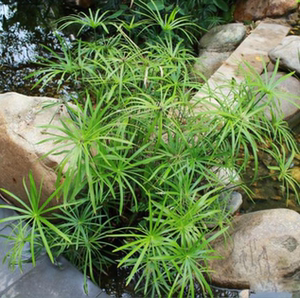 水生挺水植物旱伞草水竹 水棕竹 水养 风车草 客厅 室内水培池塘