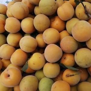 云南大理洱源深山野生古树黄梅果现摘现发水果泡酒酵素5斤装大果