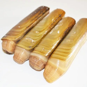 (鲜活)竹节蛏大蛏子竹蛏王手指蛏双头蛏蛏子皇刀把蛏新鲜海鲜