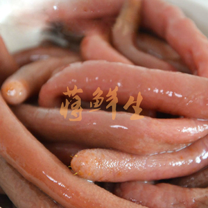 海肠新鲜鲜活