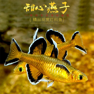 太平洋甜心燕子橘色阿鲁珍珠燕子美人七彩霓虹燕子活体鱼
