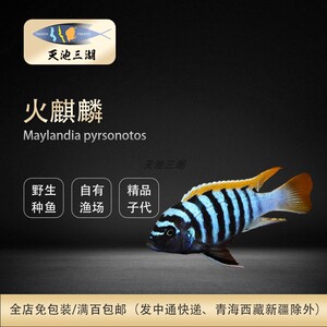 观赏鱼淡水鱼热带鱼三湖慈鲷坦鲷马鲷维鲷岩栖火炬背斑马火麒麟