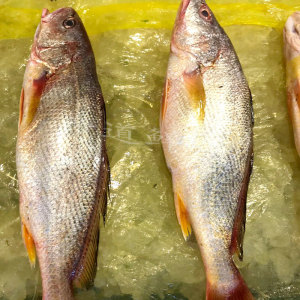 舟山宁波东海新鲜野生 黄姑鱼黄三黄婆鸡春水鱼0.8-1斤/条
