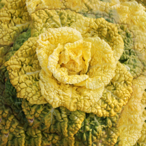 菊花心黄心乌塌菜小白菜种籽阳台四季盆栽种孑高产蔬菜种子寿光