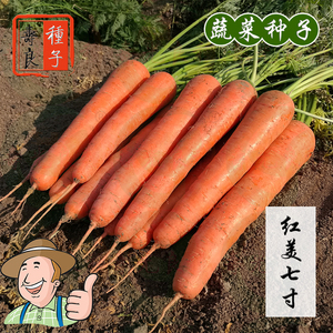 胡萝卜种子红美七寸杂交高产日本进口寿光种孑大全种籽蔬菜罗卜