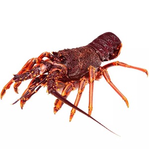 闪送 鲜活南非龙虾仔 澳龙仔小澳龙刺身进口生猛南非龙虾5-6两/只