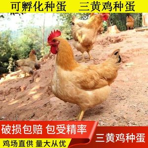 大三黄鸡种蛋受精蛋可孵化纯种大型高产黄羽土鸡柴鸡笨鸡大骨鸡