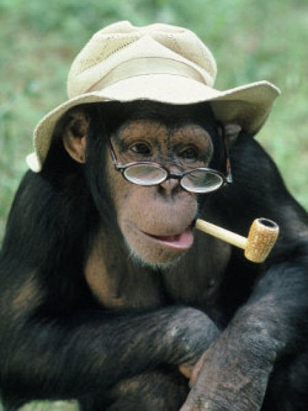 搞笑图片猴子吸烟图片