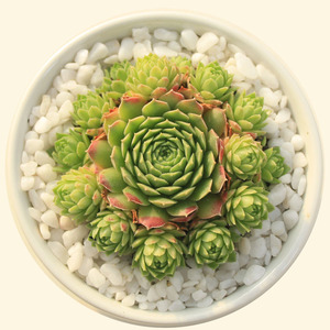 植悦园艺爱德华球长生草多肉植物群生抗冻多头带盆栽好贵货好养